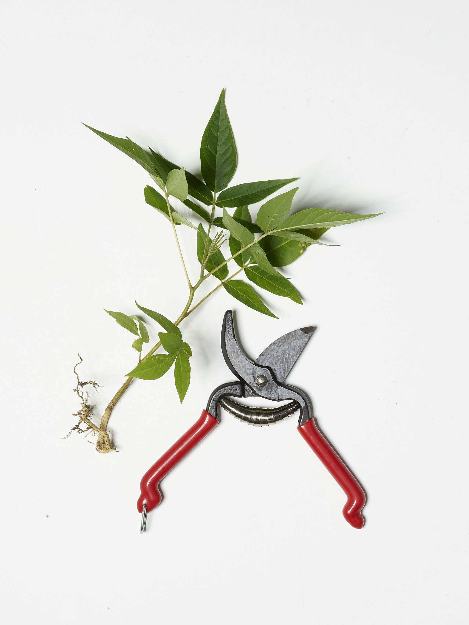 Kleine Blumenschere Stecklingschere