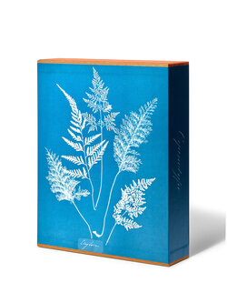 Anna Atkins Cyanotypes