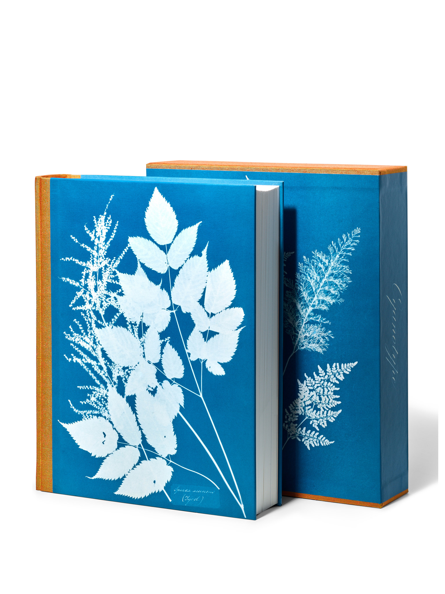 Anna Atkins Cyanotypes