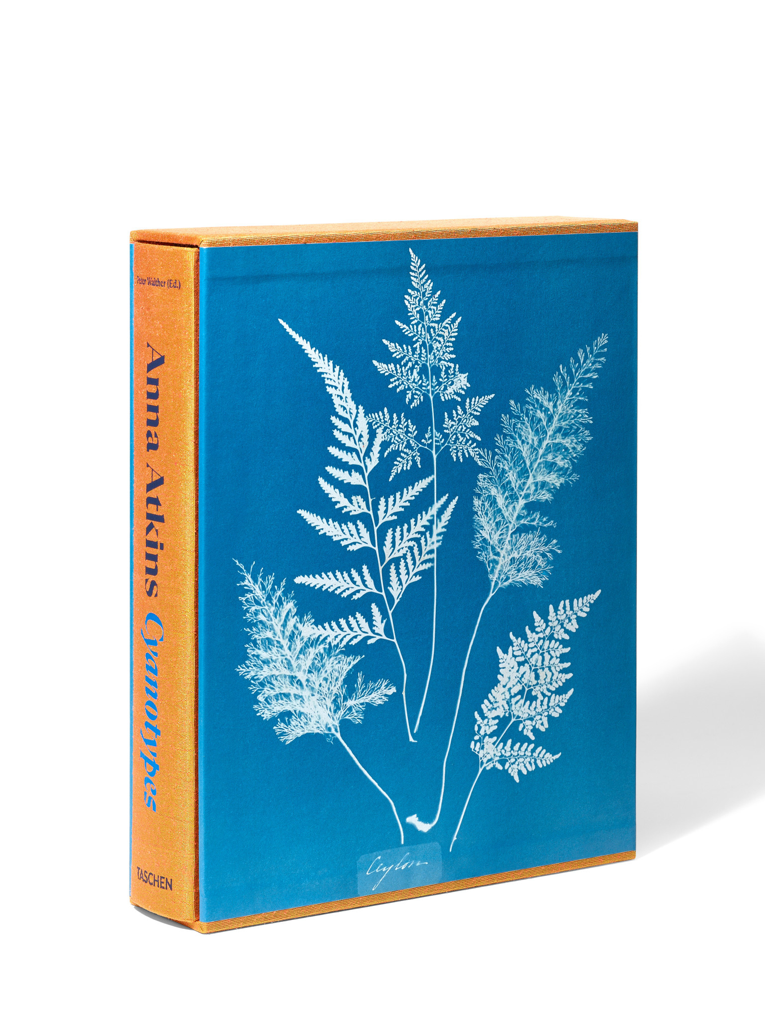 Anna Atkins Cyanotypes