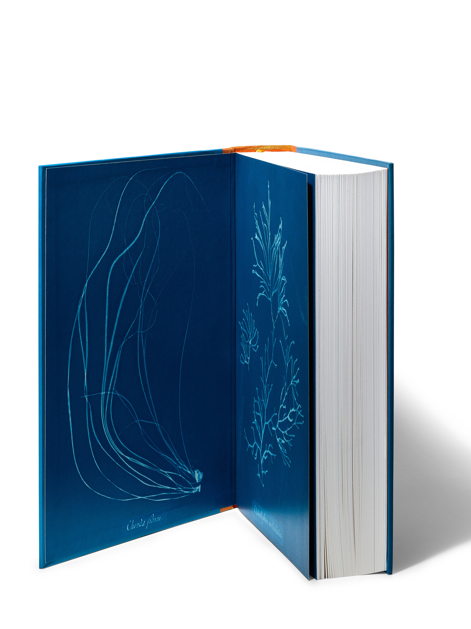 Anna Atkins Cyanotypes