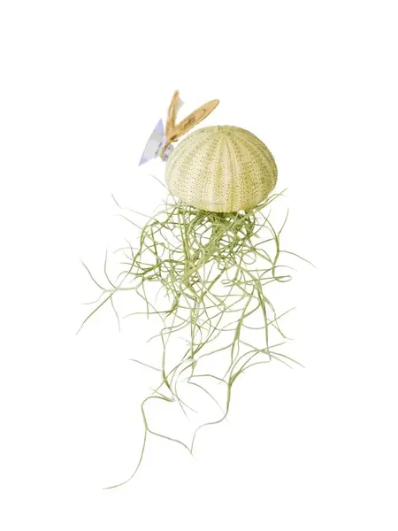 Luftpflanze in grüner Muschel mit Saugnapf, Tillandsia Usneoides