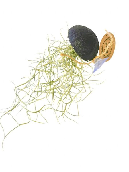 Luftpflanze in schwarzer Muschel mit Saugnapf, Tillandsia Usneoides