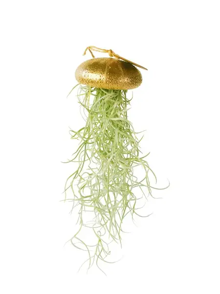 Luftpflanze in goldener Muschel, hängend, Tillandsia Usneoides