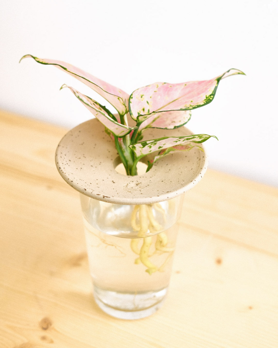 Keimplatte / Keramikplatte