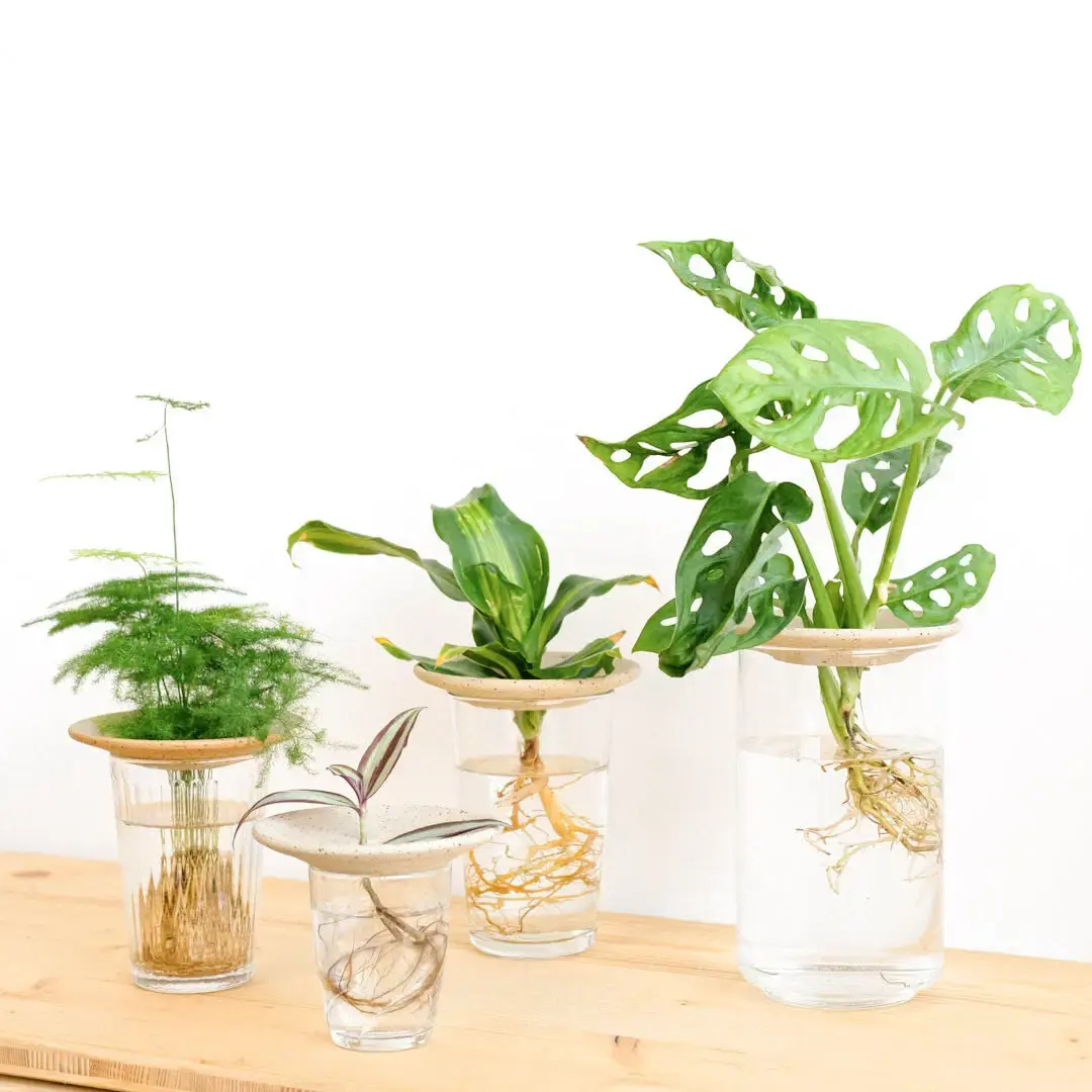 Keimung und Hydrokultur, Geschenkset