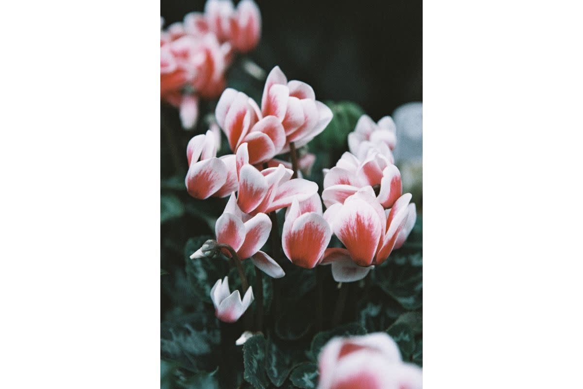 LOMOGRAPHY LomoChrome Color'92 400/36 Film