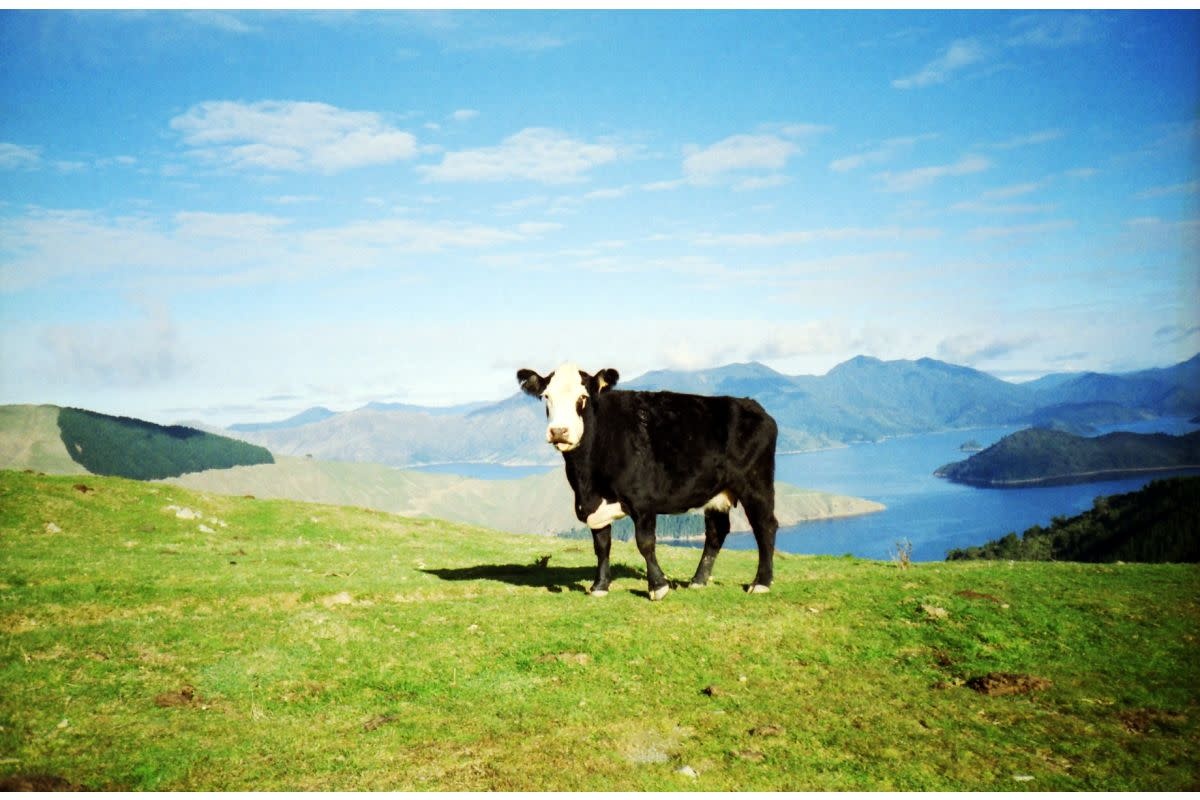 LOMOGRAPHY 100/36 Color Negative Film, Dreierpack