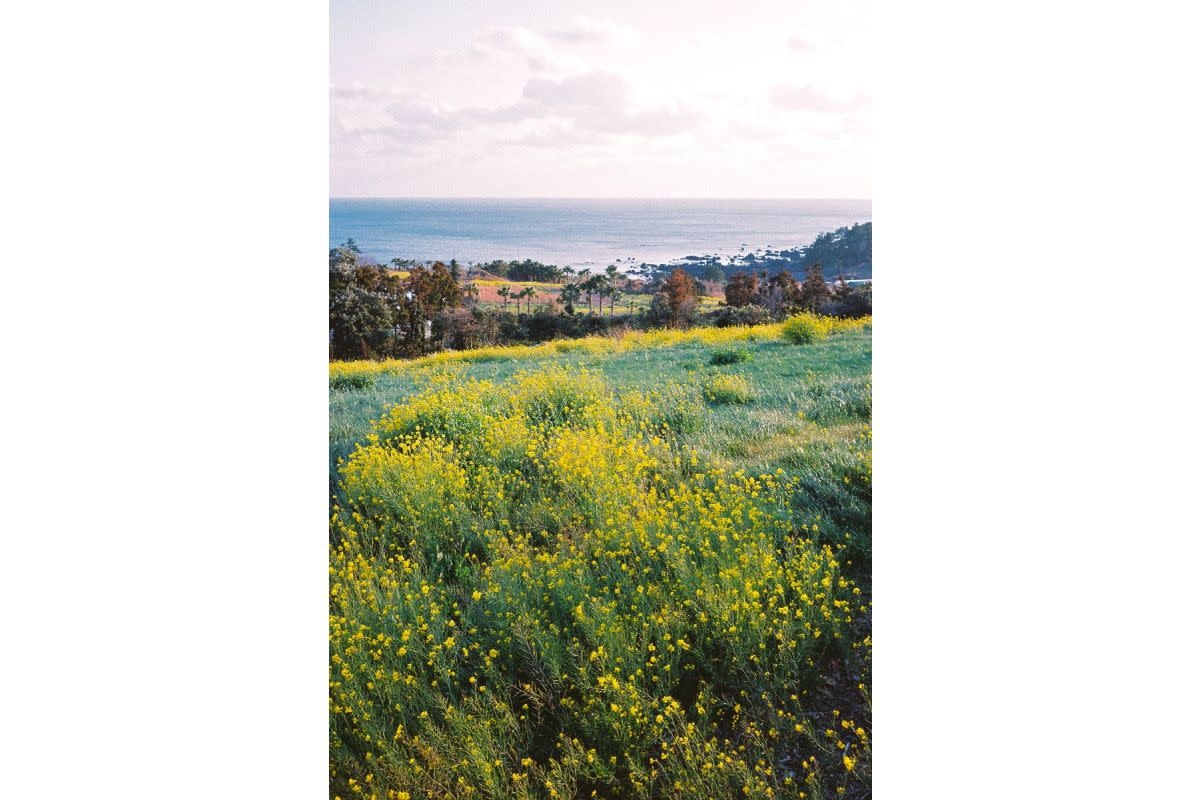 LOMOGRAPHY 400/36 Color Negative Film, Dreierpack