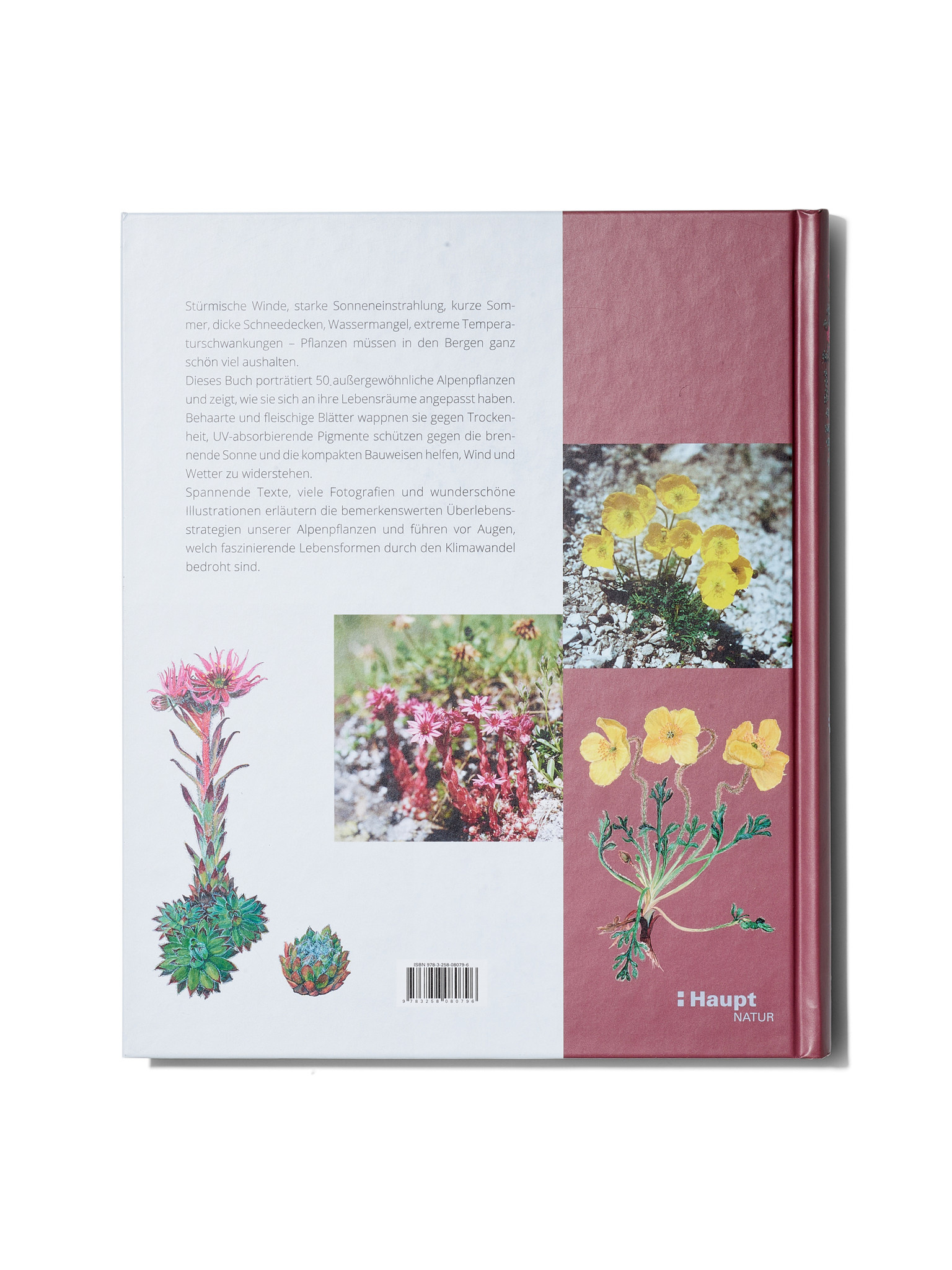 Überlebenskünstler –  50 aussergewöhnliche Alpenpflanzen