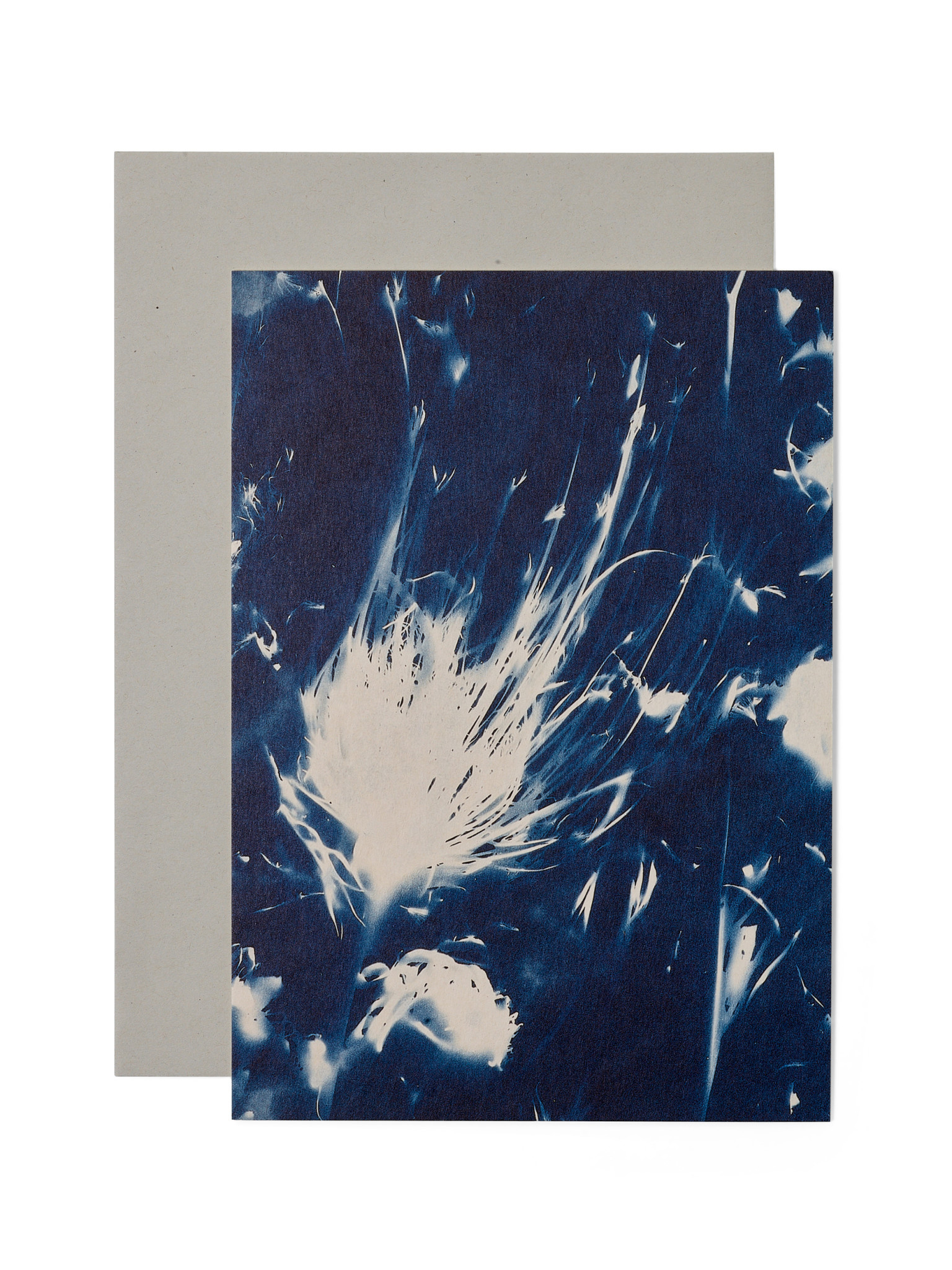 STUDIO SOMMER Karte / Print DIN A5, CYANOTYPE – fleurs séchées N°1, inkl. Couvert