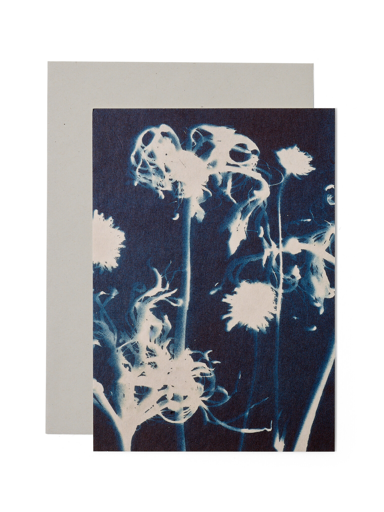 STUDIO SOMMER Karte / Print DIN A5, CYANOTYPE – Susanna's Nerinen N°2, inkl. Couvert