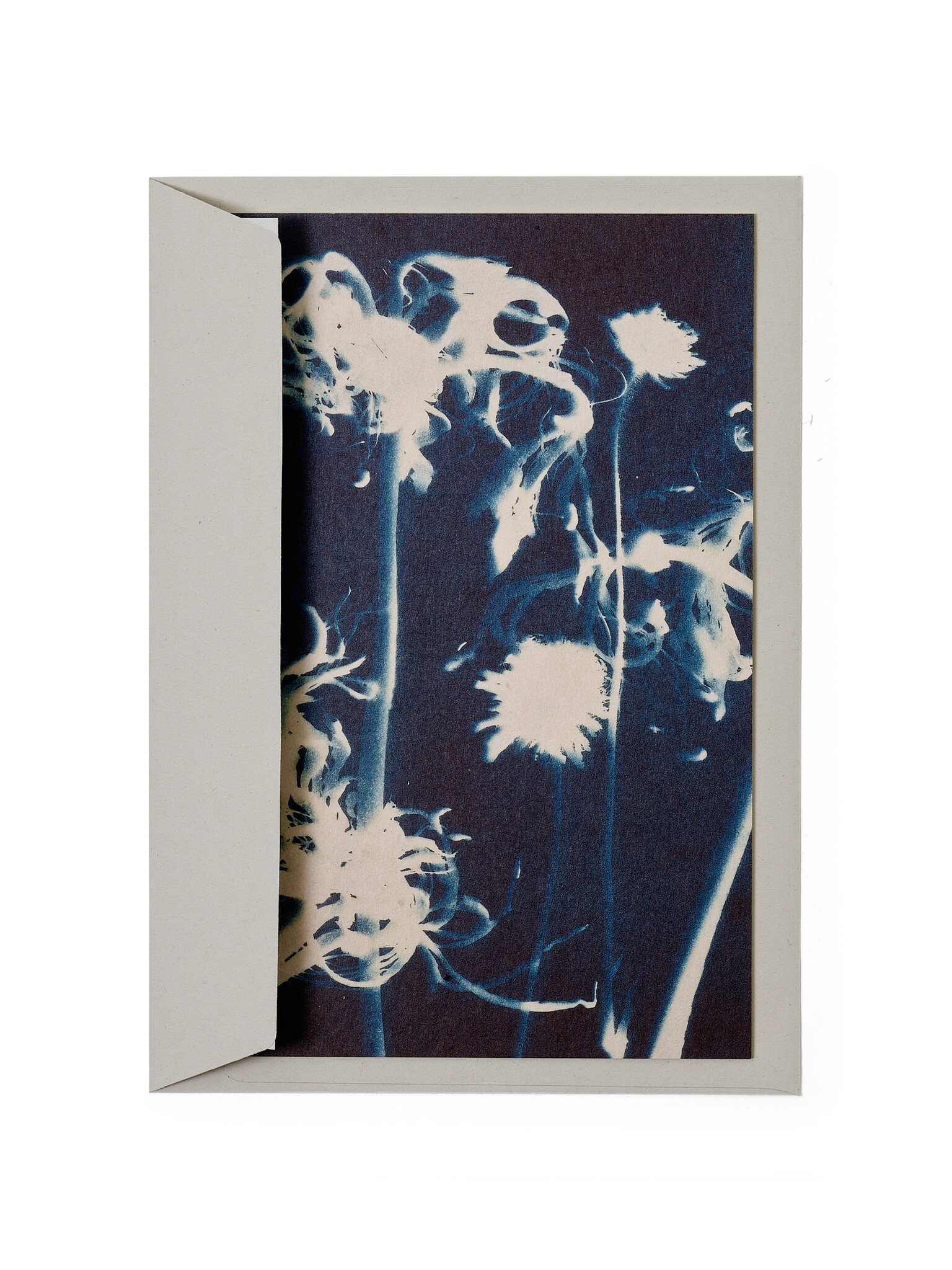 STUDIO SOMMER Karte / Print DIN A5, CYANOTYPE – Susanna's Nerinen N°2, inkl. Couvert