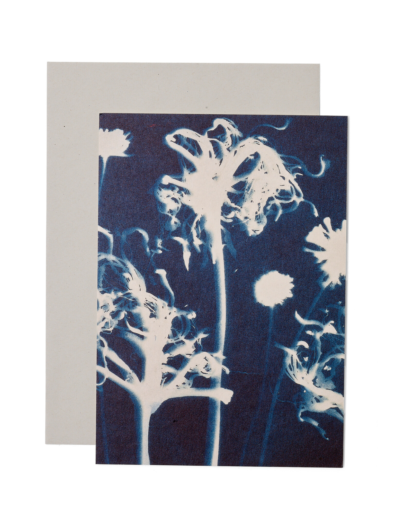 STUDIO SOMMER Karte / Print DIN A5, CYANOTYPE – Susanna's Nerinen N°1, inkl. Couvert