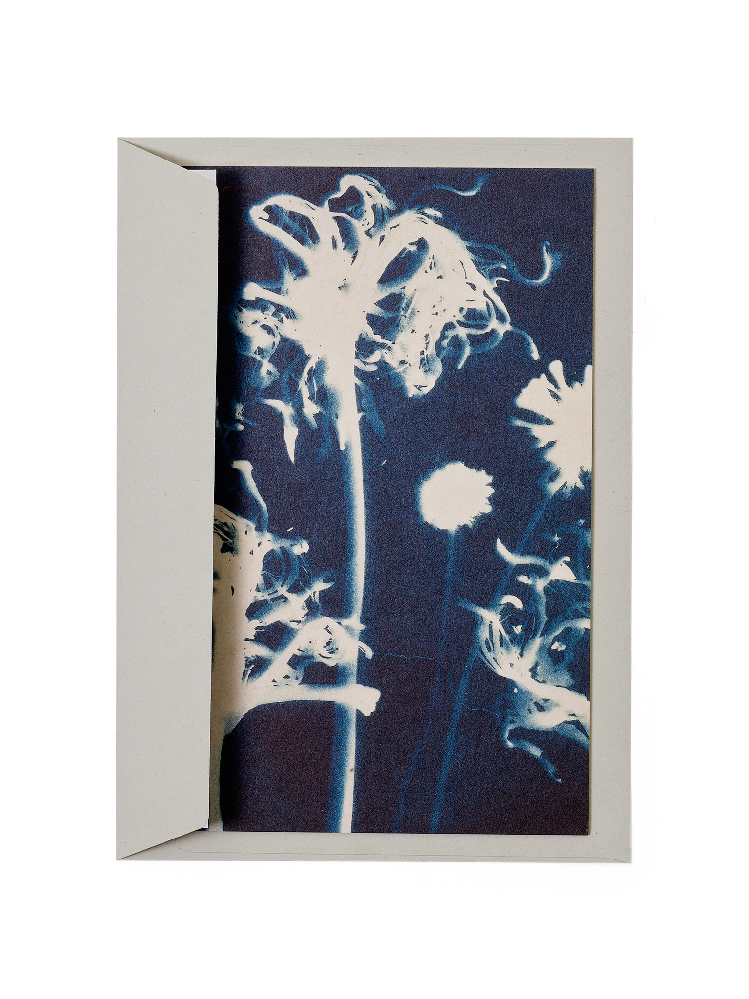 STUDIO SOMMER Karte / Print DIN A5, CYANOTYPE – Susanna's Nerinen N°1, inkl. Couvert