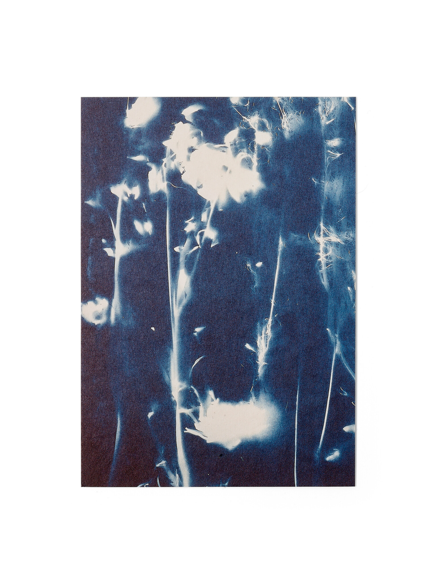 STUDIO SOMMER Karte / Print DIN A5, CYANOTYPE – fleurs séchées N°5, inkl. Couvert