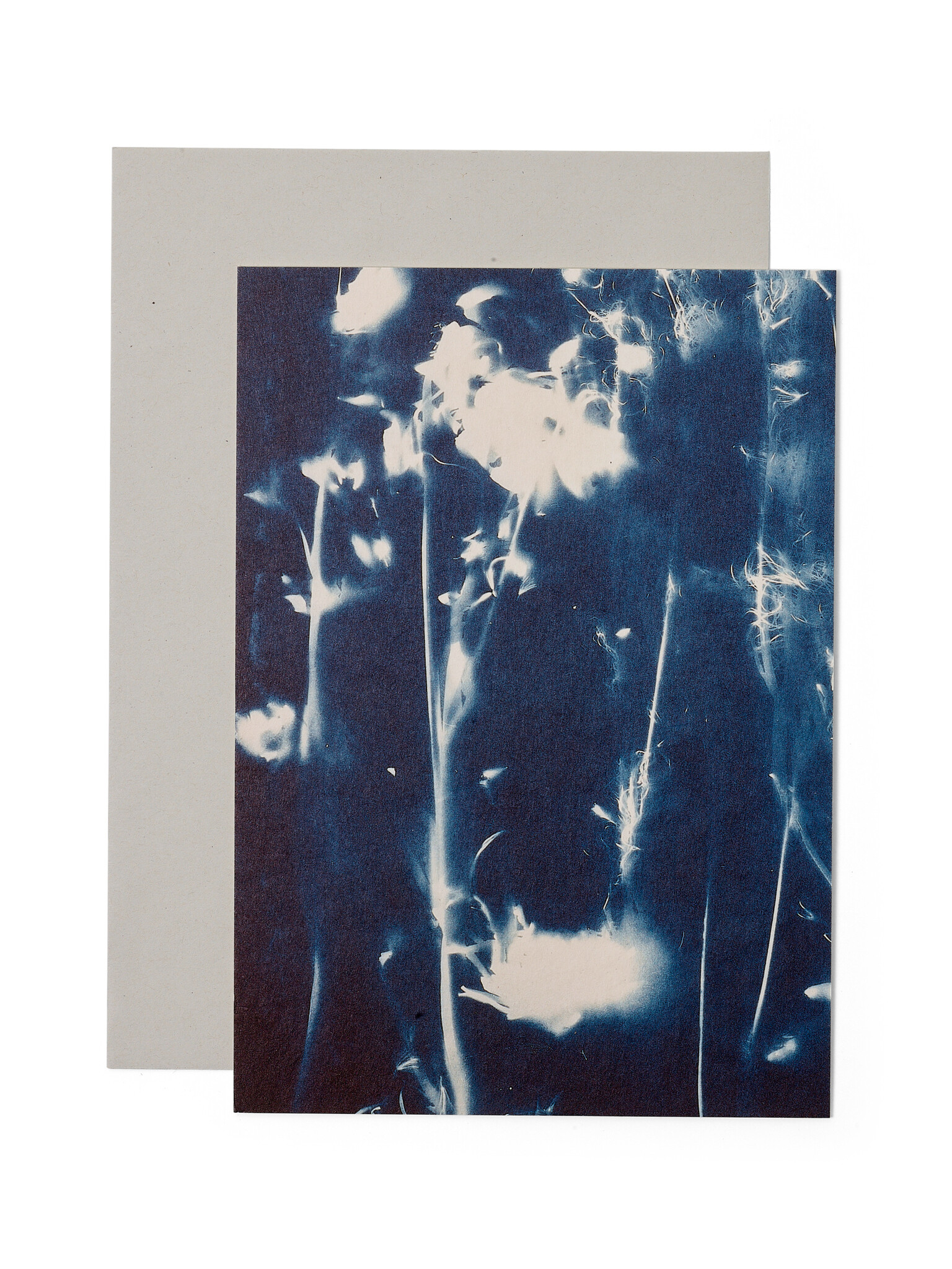STUDIO SOMMER Karte / Print DIN A5, CYANOTYPE – fleurs séchées N°5, inkl. Couvert