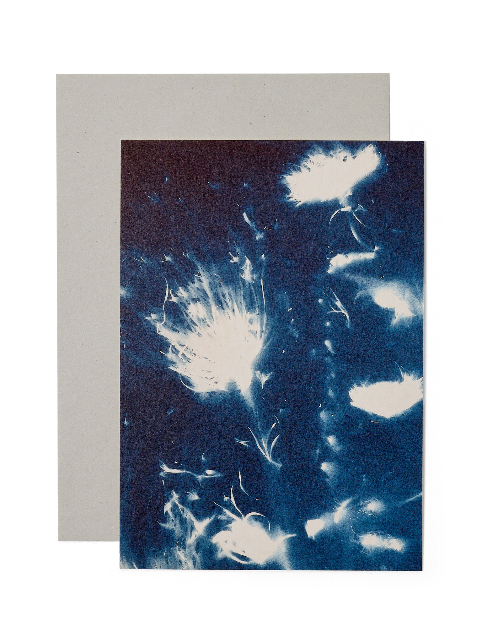 STUDIO SOMMER Karte / Print DIN A5, CYANOTYPE – fleurs séchées N°3, inkl. Couvert
