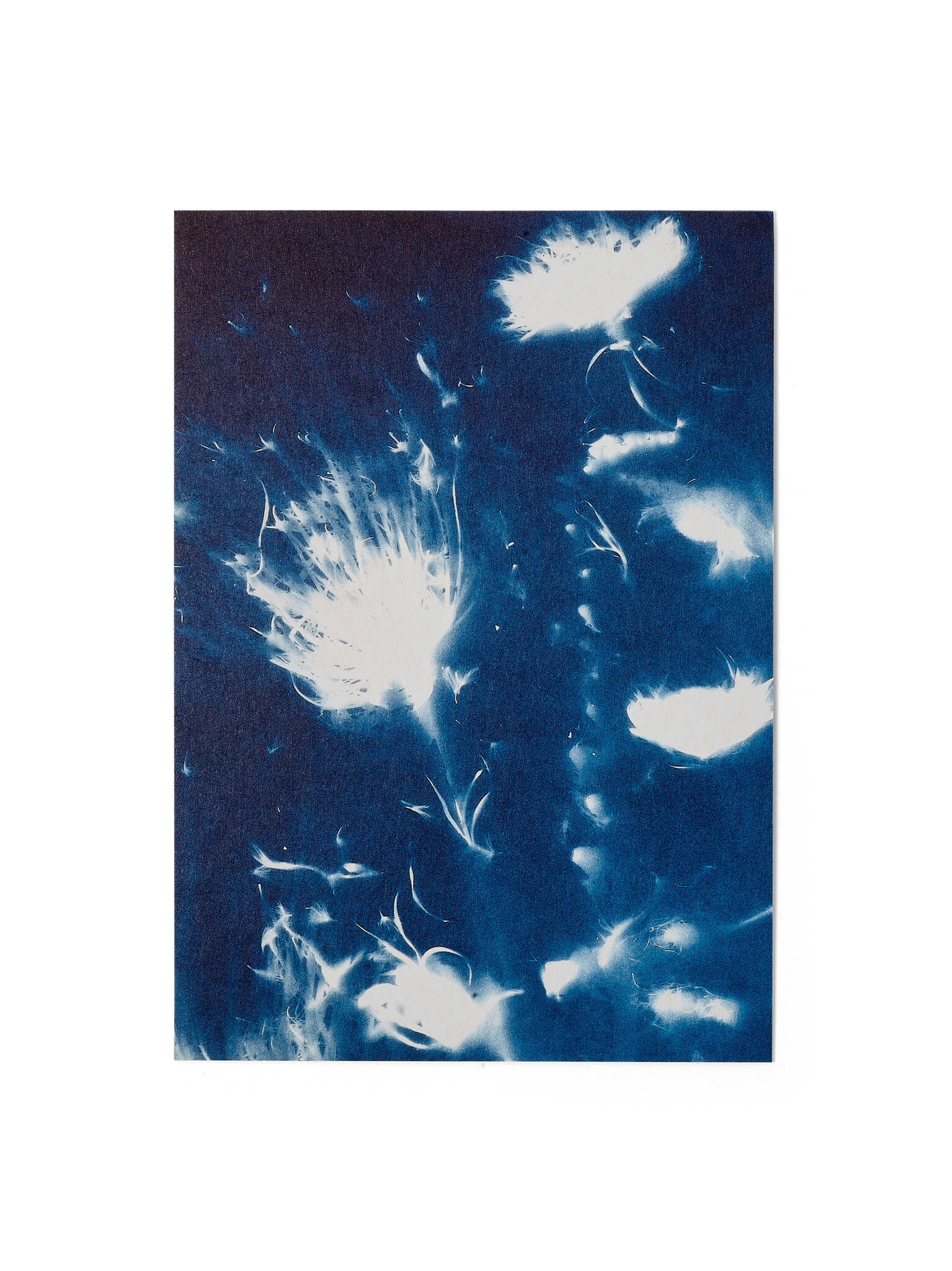 STUDIO SOMMER Karte / Print DIN A5, CYANOTYPE – fleurs séchées N°3, inkl. Couvert