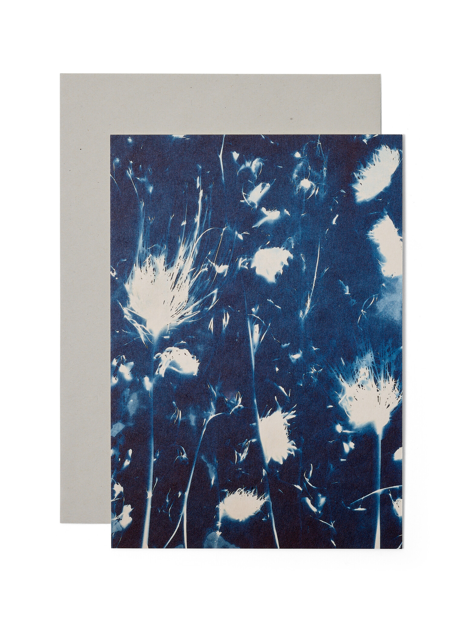 STUDIO SOMMER Karte / Print DIN A5, CYANOTYPE – fleurs séchées N°2, inkl. Couvert