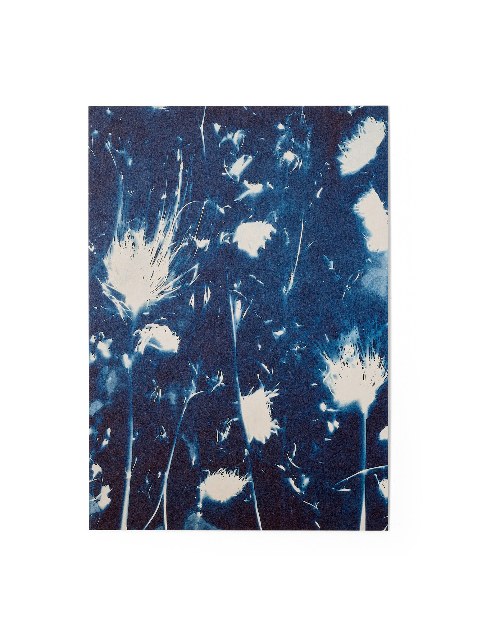 STUDIO SOMMER Karte / Print DIN A5, CYANOTYPE – fleurs séchées N°2, inkl. Couvert