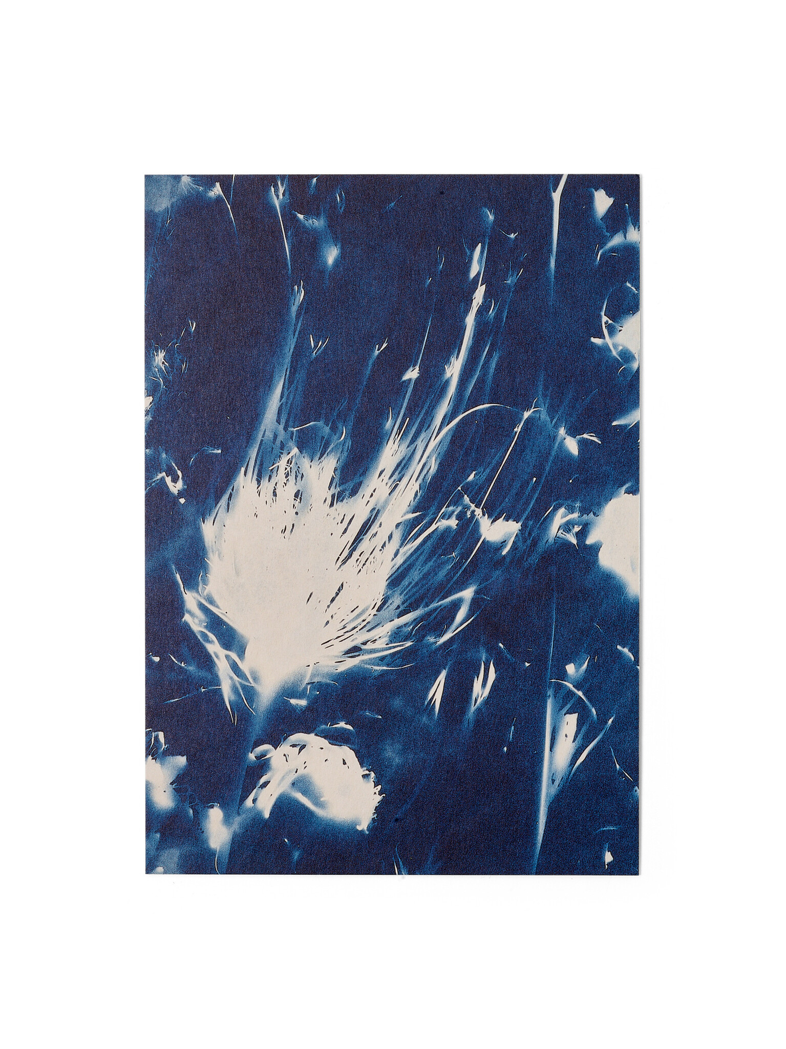 STUDIO SOMMER Karte / Print DIN A5, CYANOTYPE – fleurs séchées N°1, inkl. Couvert