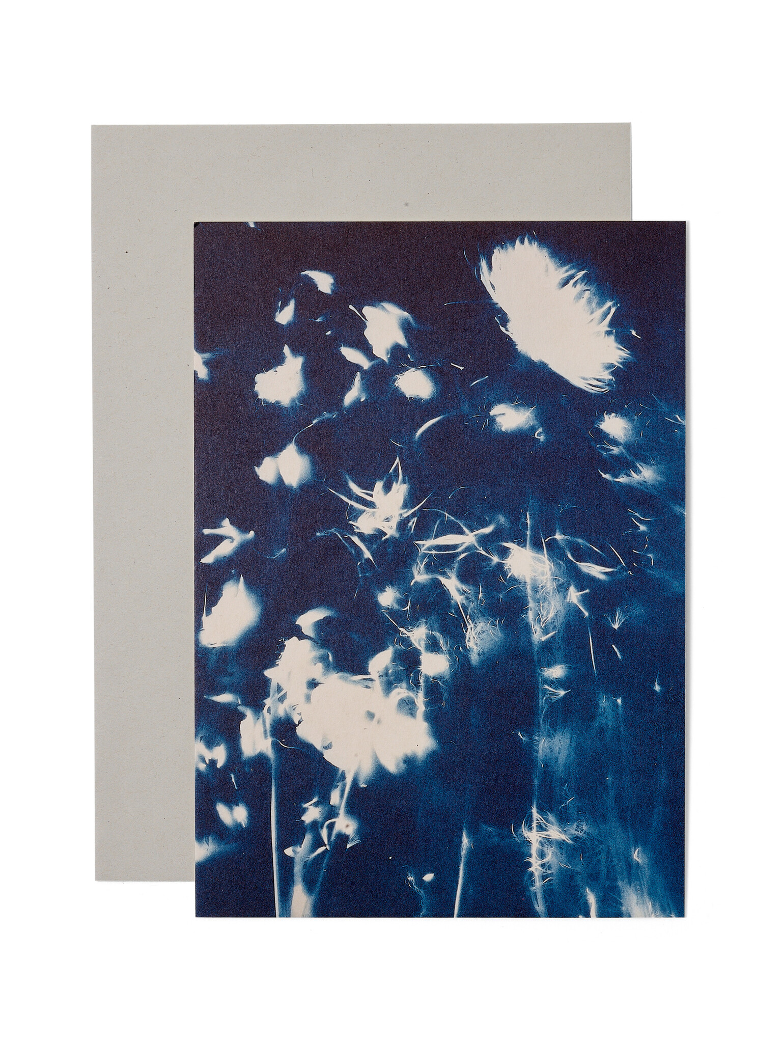STUDIO SOMMER Karte / Print DIN A5, CYANOTYPE – fleurs séchées N°4, inkl. Couvert