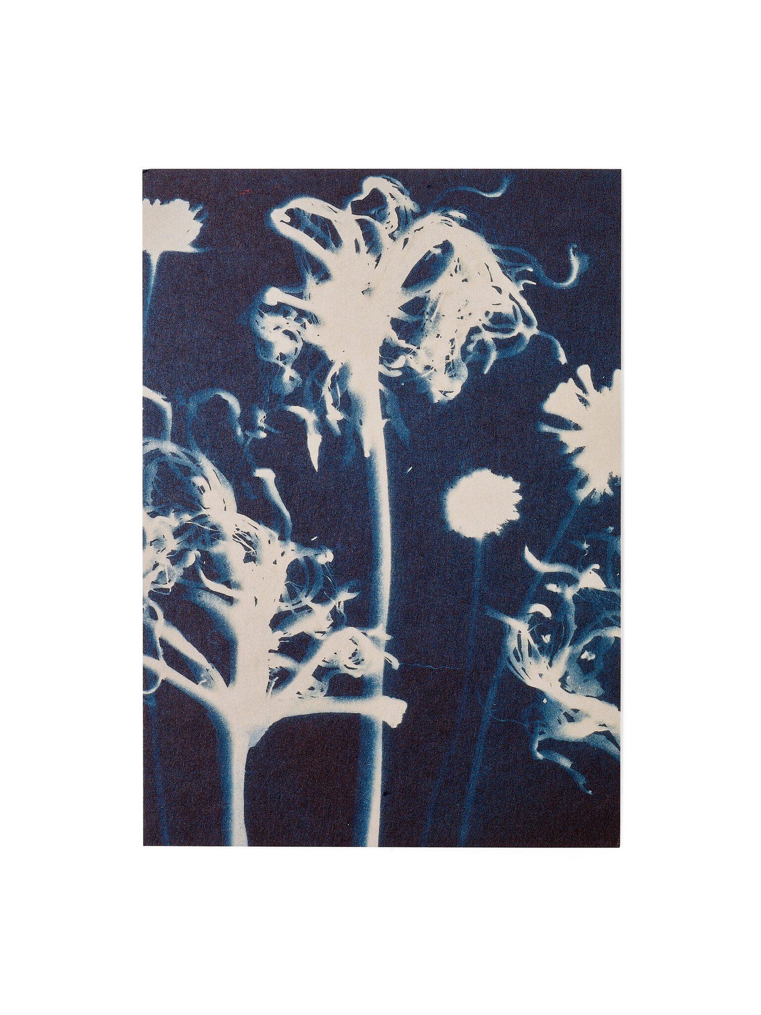 STUDIO SOMMER Karte / Print DIN A5, CYANOTYPE – Susanna's Nerinen N°1, inkl. Couvert
