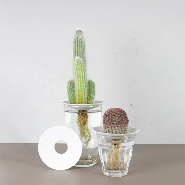 BOTANOPIA Keimschale aus Porzellan Grösse L