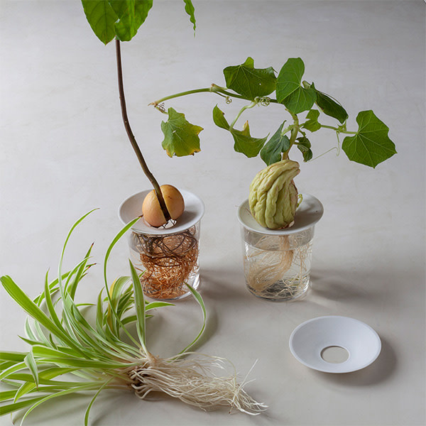 BOTANOPIA Keimschale aus Porzellan Grösse L