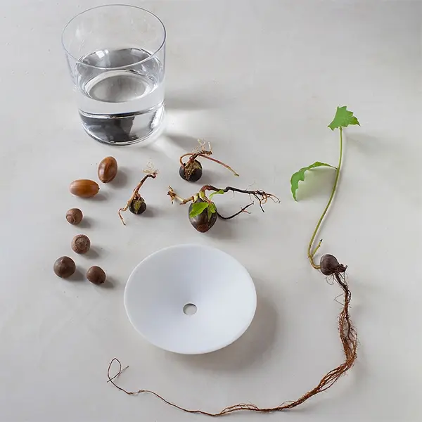 BOTANOPIA Keimschale aus Porzellan Grösse S