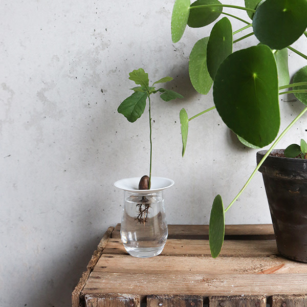 BOTANOPIA Keimschale aus Porzellan Grösse S