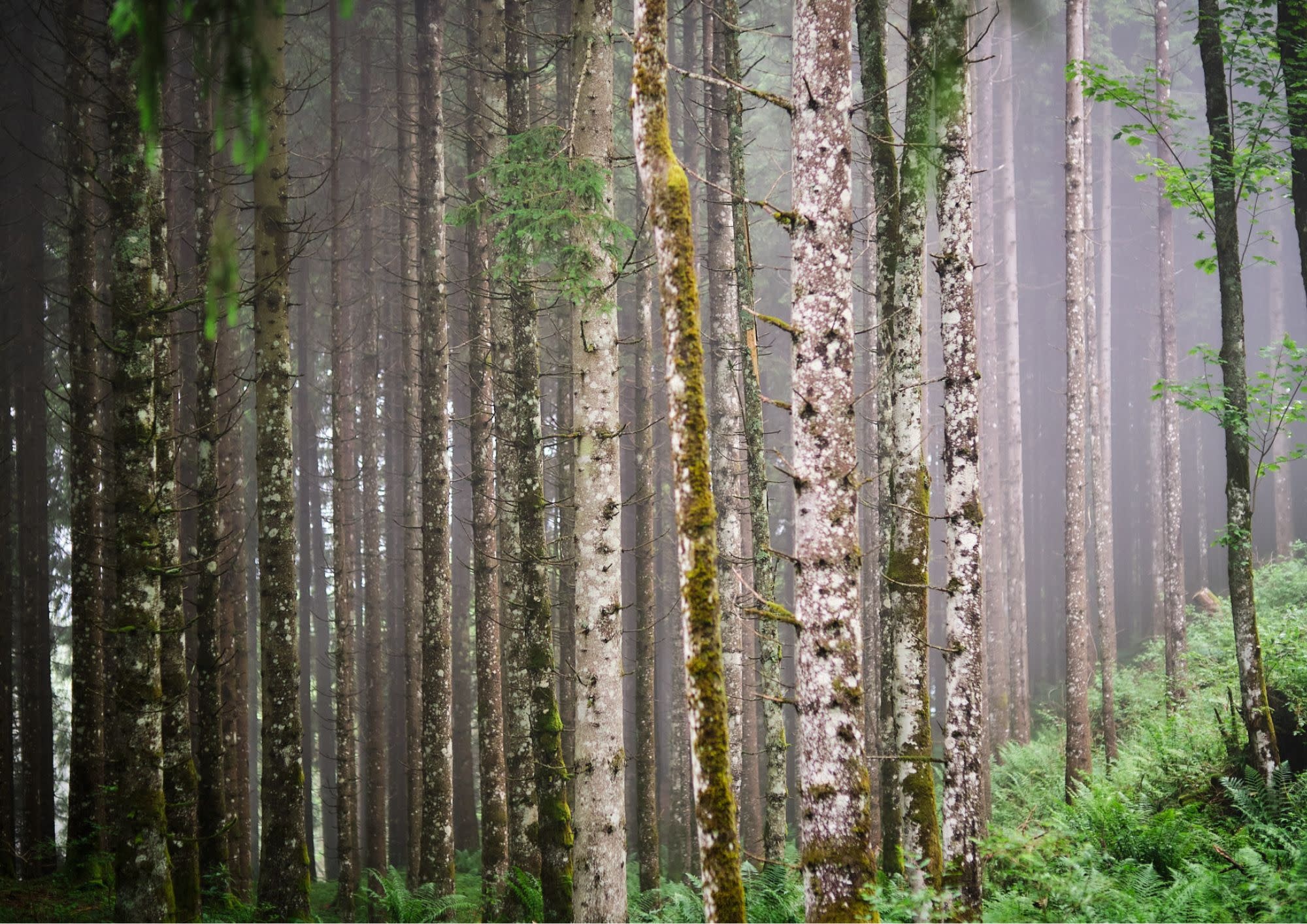 NOUVEL ÉTÉ Fine Art Print IN THE WOODS°1 in verschiedenen Formaten