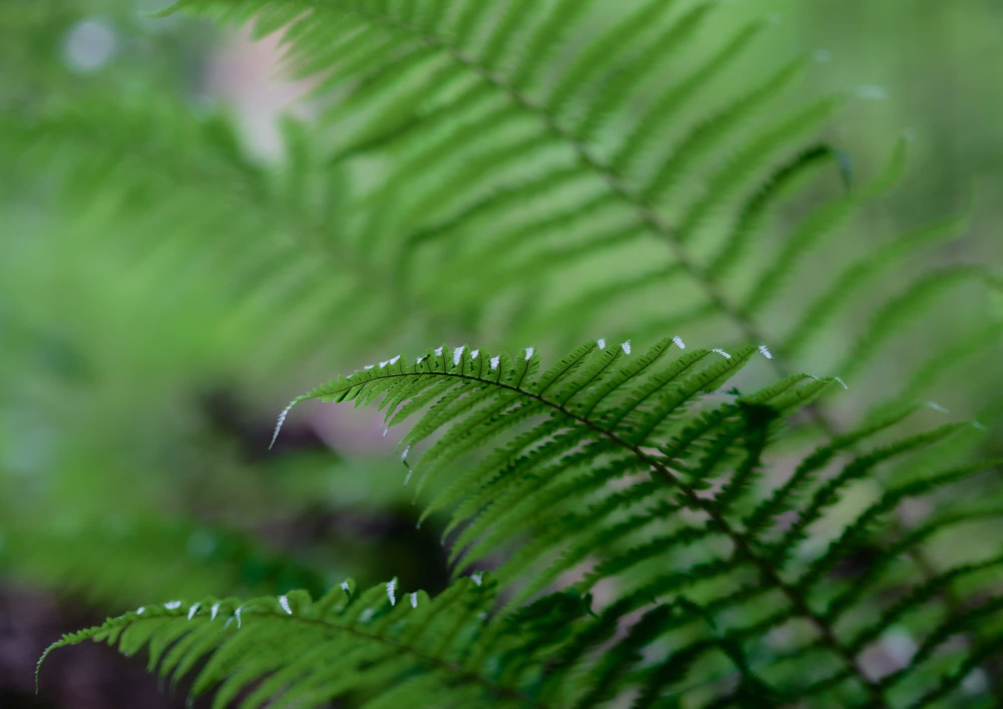 NOUVEL ÉTÉ Fine Art Print IN THE WOODS°2 in verschiedenen Formaten