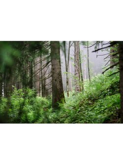 NOUVEL ÉTÉ Fine Art Print IN THE WOODS°3 in verschiedenen Formaten