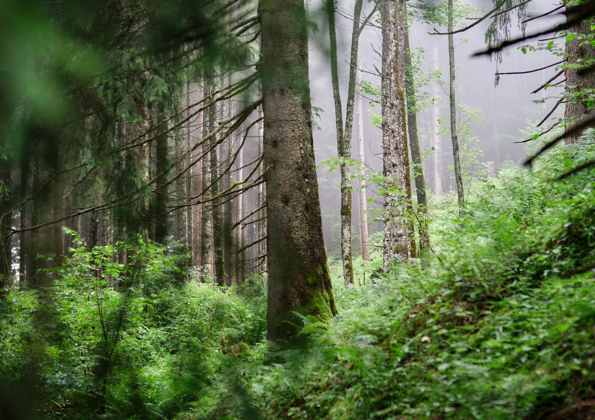 NOUVEL ÉTÉ Fine Art Print IN THE WOODS°3 in verschiedenen Formaten