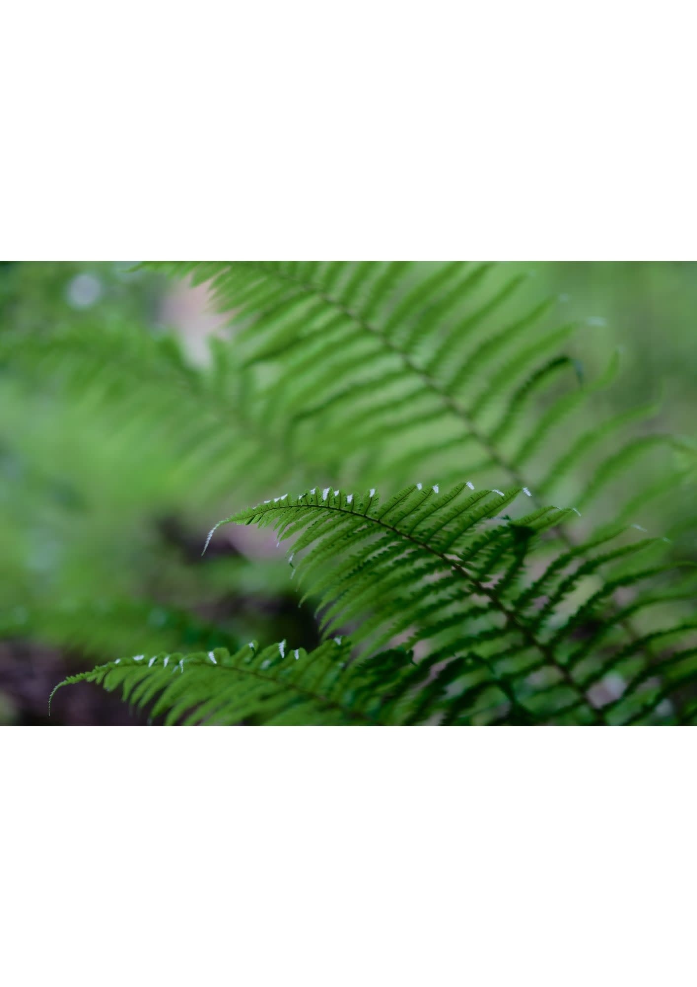 NOUVEL ÉTÉ Fine Art Print IN THE WOODS°2 in verschiedenen Formaten