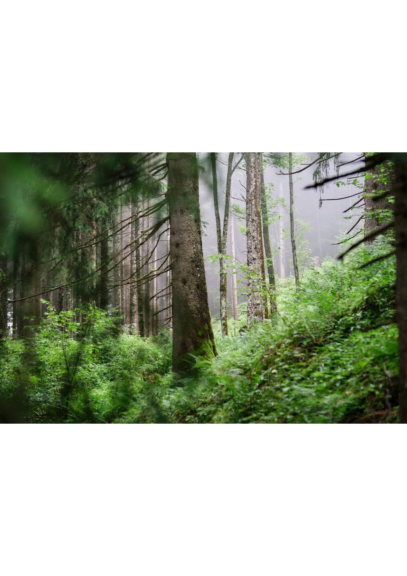 NOUVEL ÉTÉ Fine Art Print IN THE WOODS°3 in verschiedenen Formaten