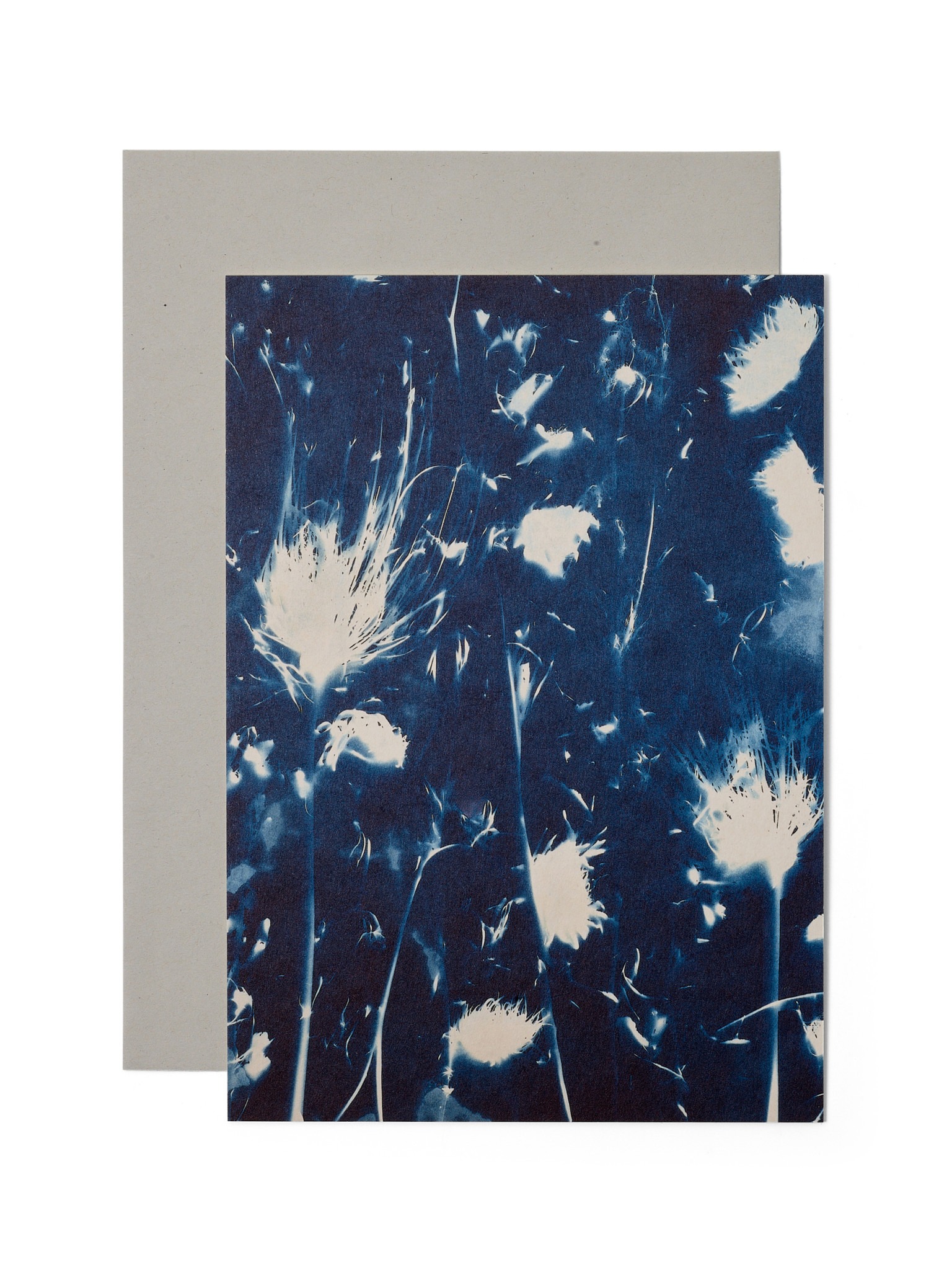 STUDIO SOMMER Karte / Print DIN A5, CYANOTYPE – fleurs séchées N°2, inkl. Couvert
