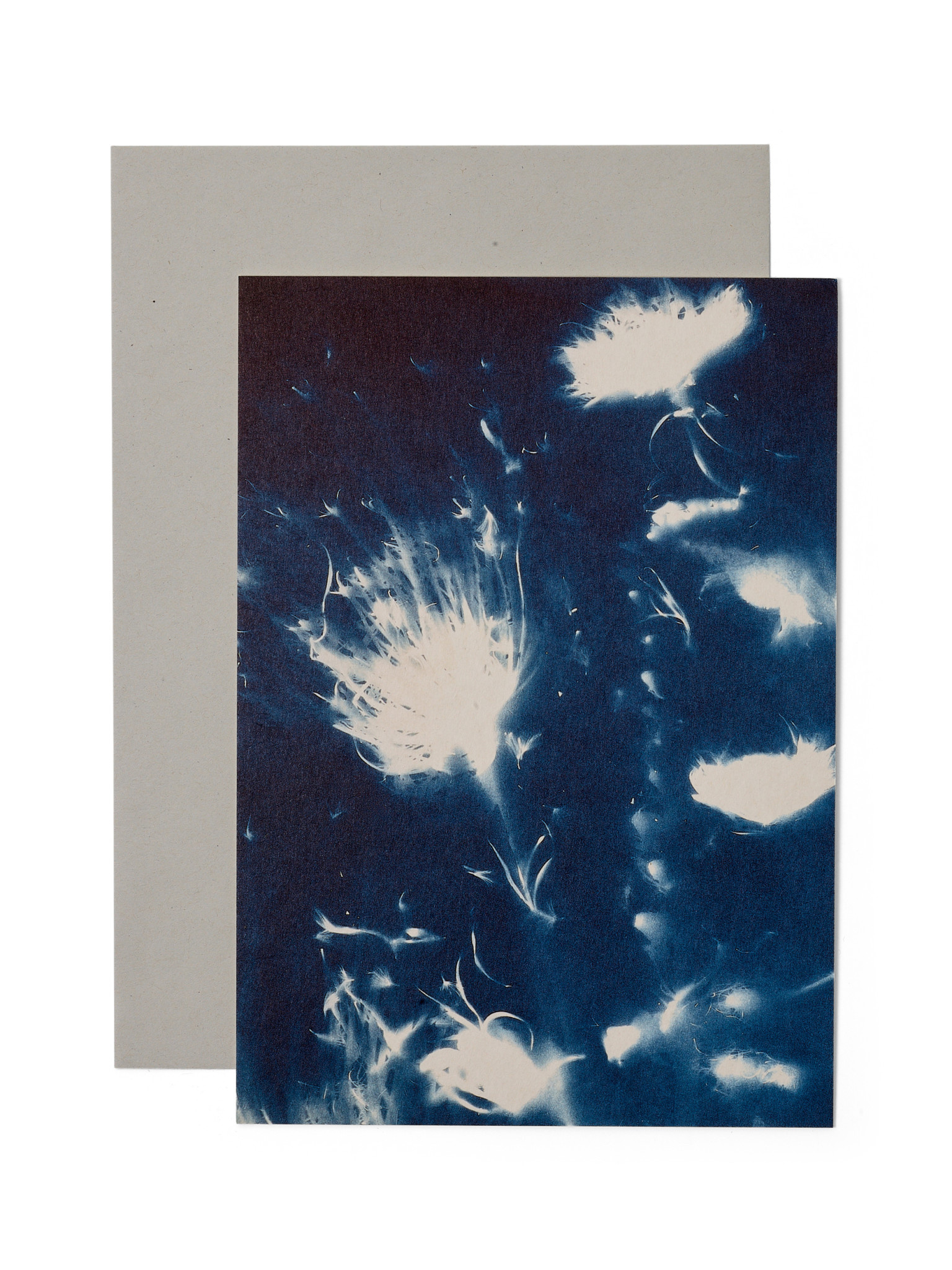 STUDIO SOMMER Karte / Print DIN A5, CYANOTYPE – fleurs séchées N°3, inkl. Couvert