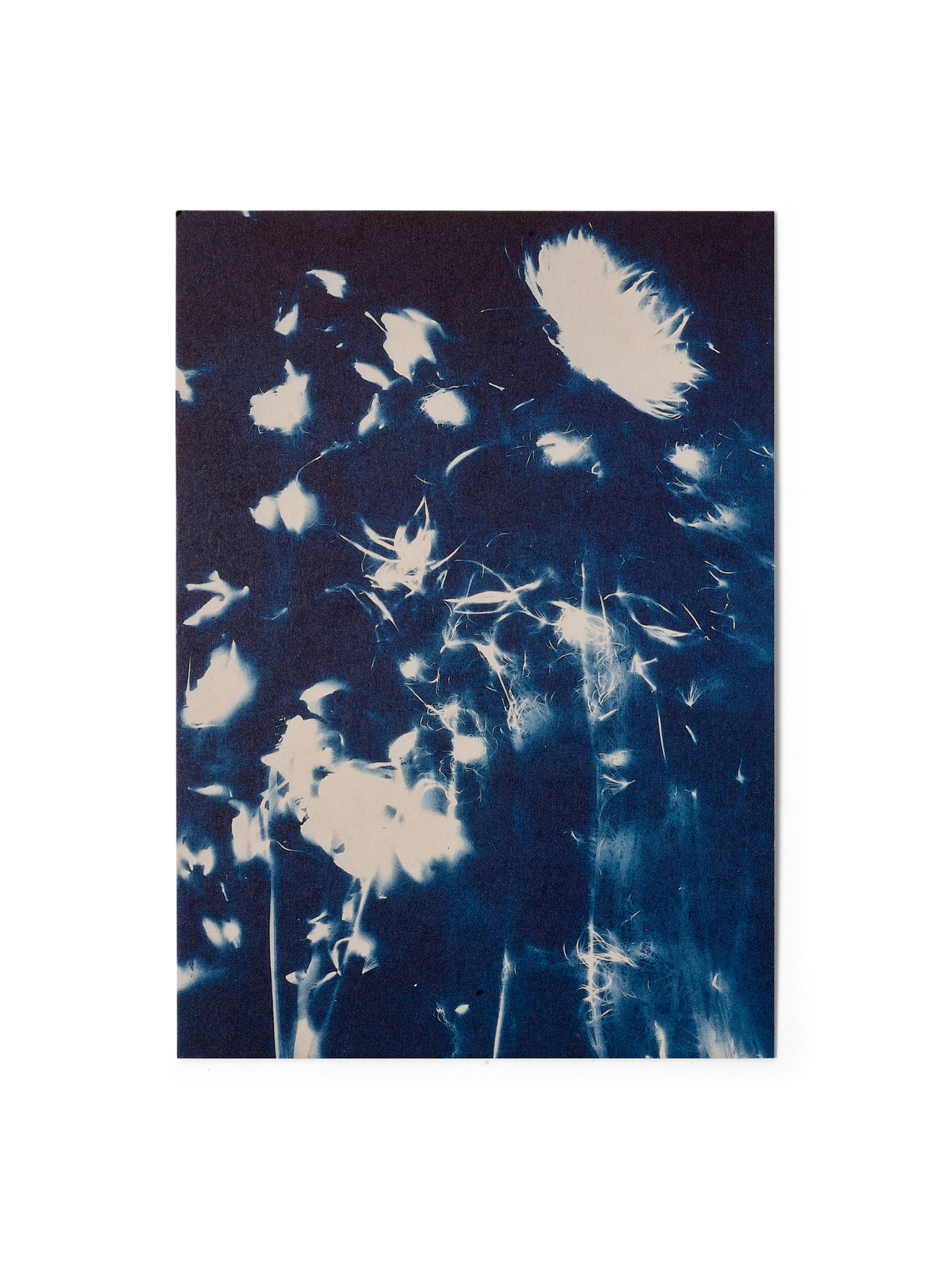 STUDIO SOMMER Karte / Print DIN A5, CYANOTYPE – fleurs séchées N°4, inkl. Couvert