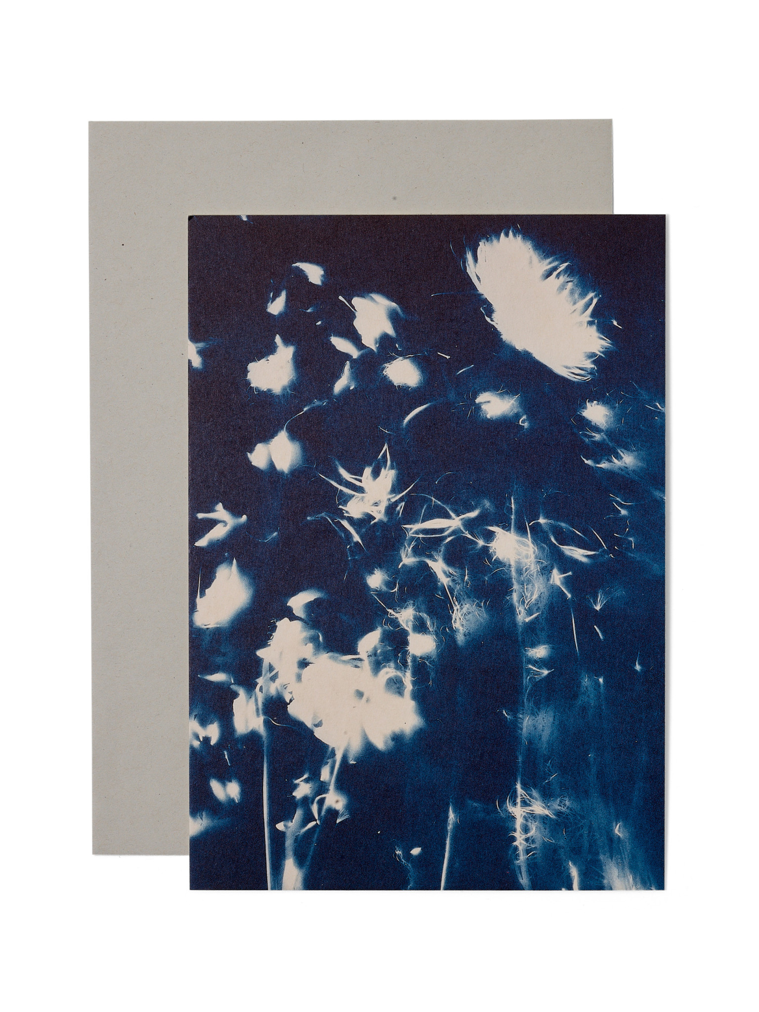 STUDIO SOMMER Karte / Print DIN A5, CYANOTYPE – fleurs séchées N°4, inkl. Couvert