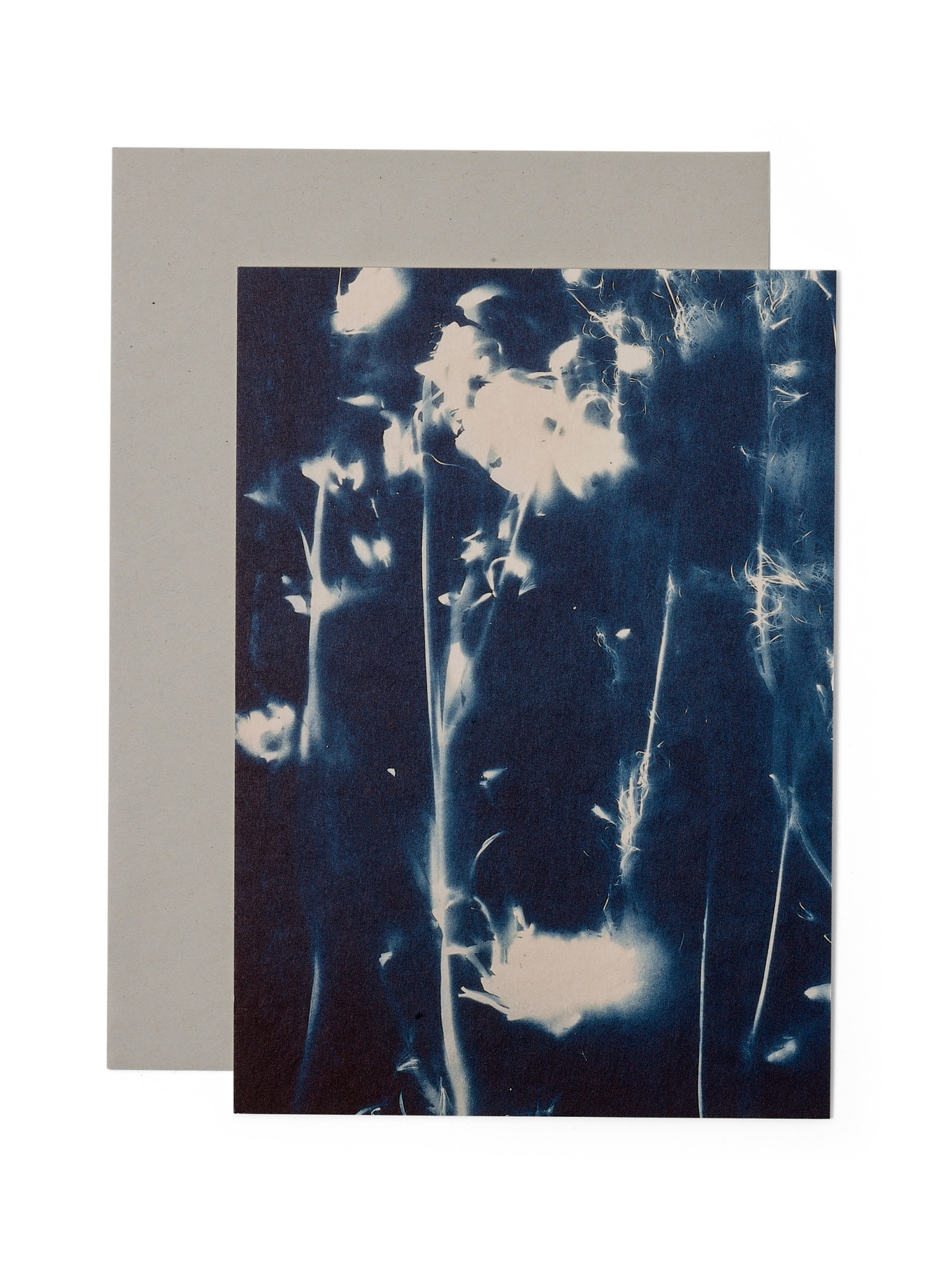 STUDIO SOMMER Karte / Print DIN A5, CYANOTYPE – fleurs séchées N°5, inkl. Couvert