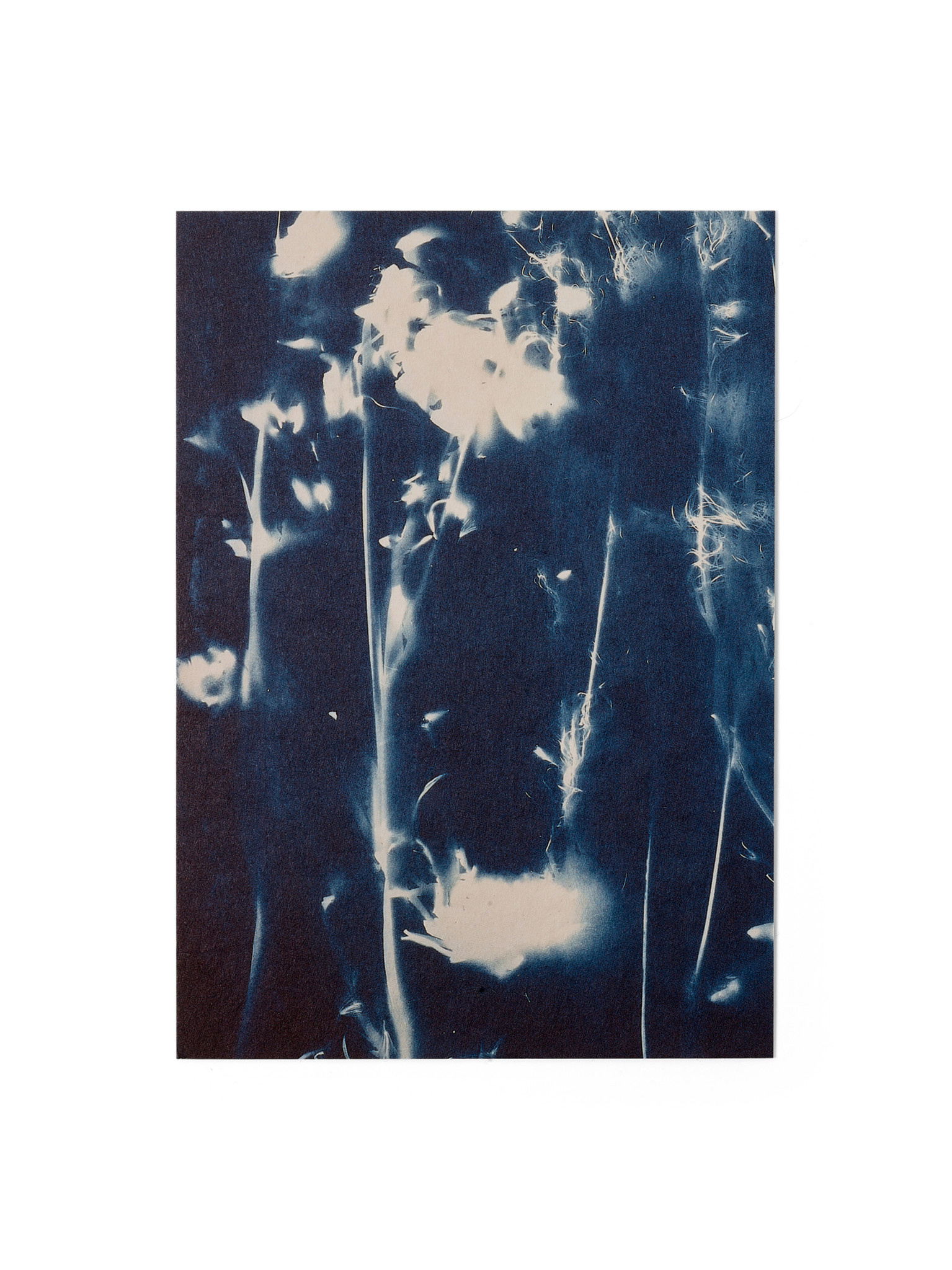STUDIO SOMMER Karte / Print DIN A5, CYANOTYPE – fleurs séchées N°5, inkl. Couvert