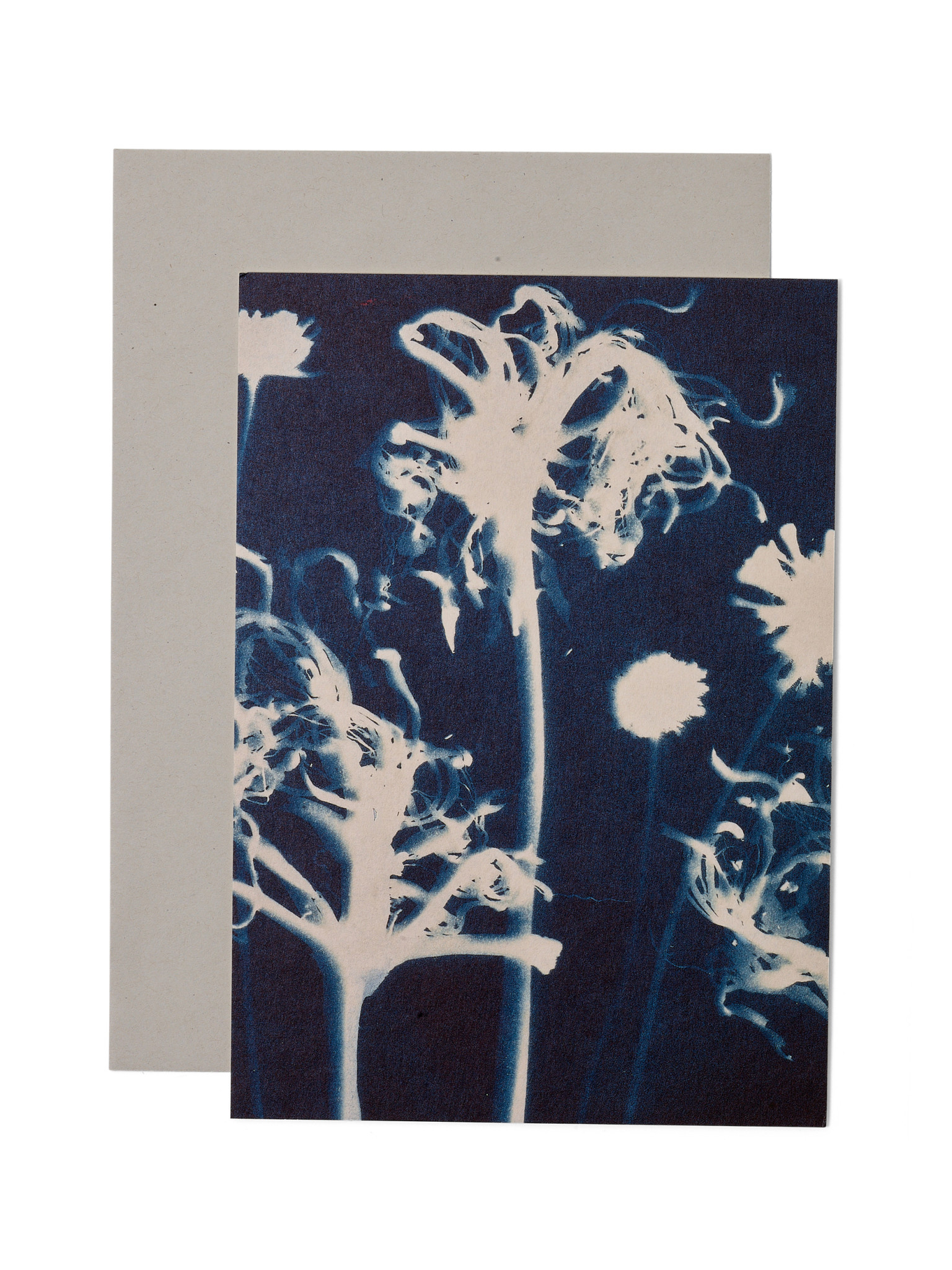 STUDIO SOMMER Karte / Print DIN A5, CYANOTYPE – Susanna's Nerinen N°1, inkl. Couvert