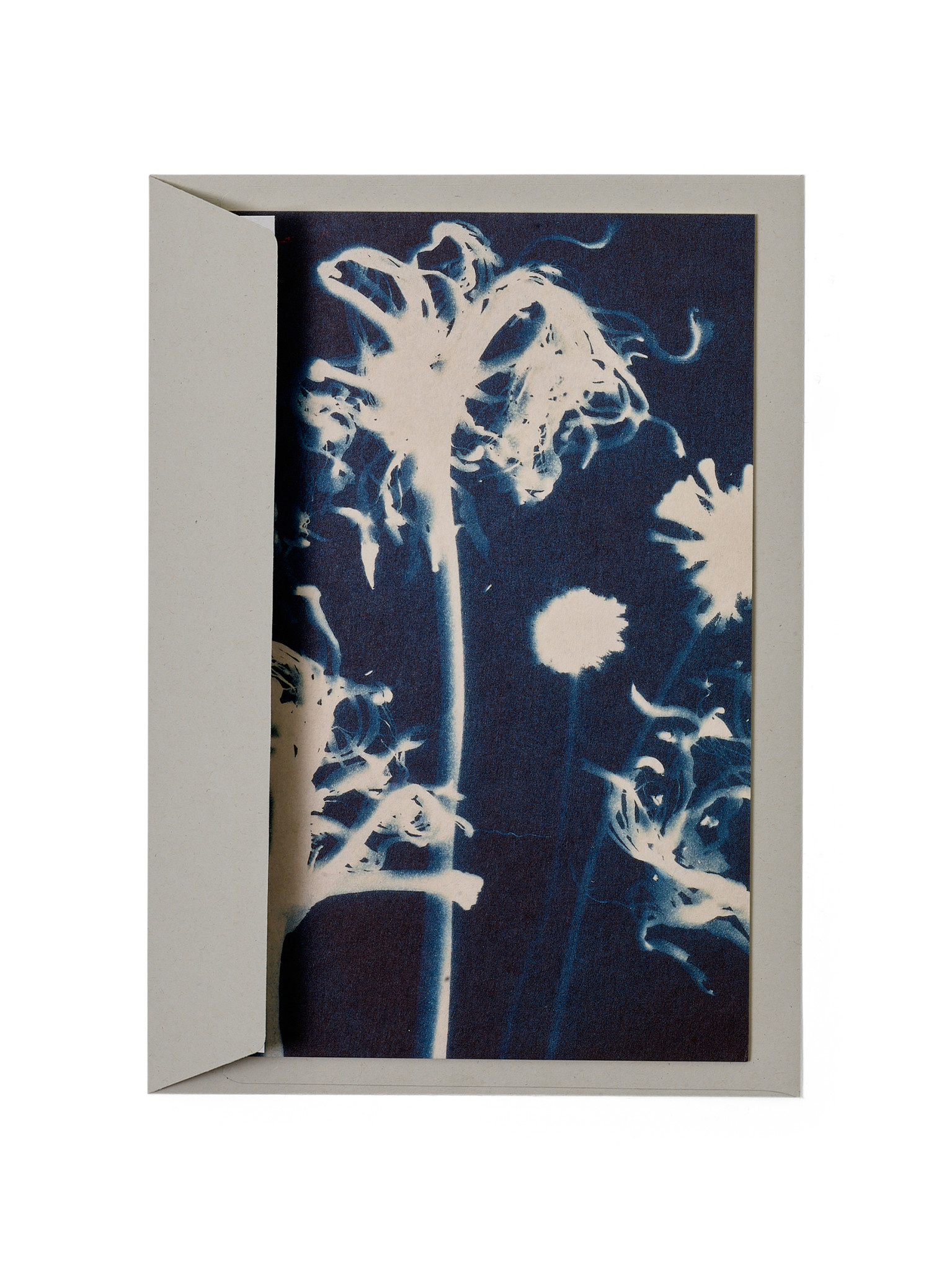 STUDIO SOMMER Karte / Print DIN A5, CYANOTYPE – Susanna's Nerinen N°1, inkl. Couvert