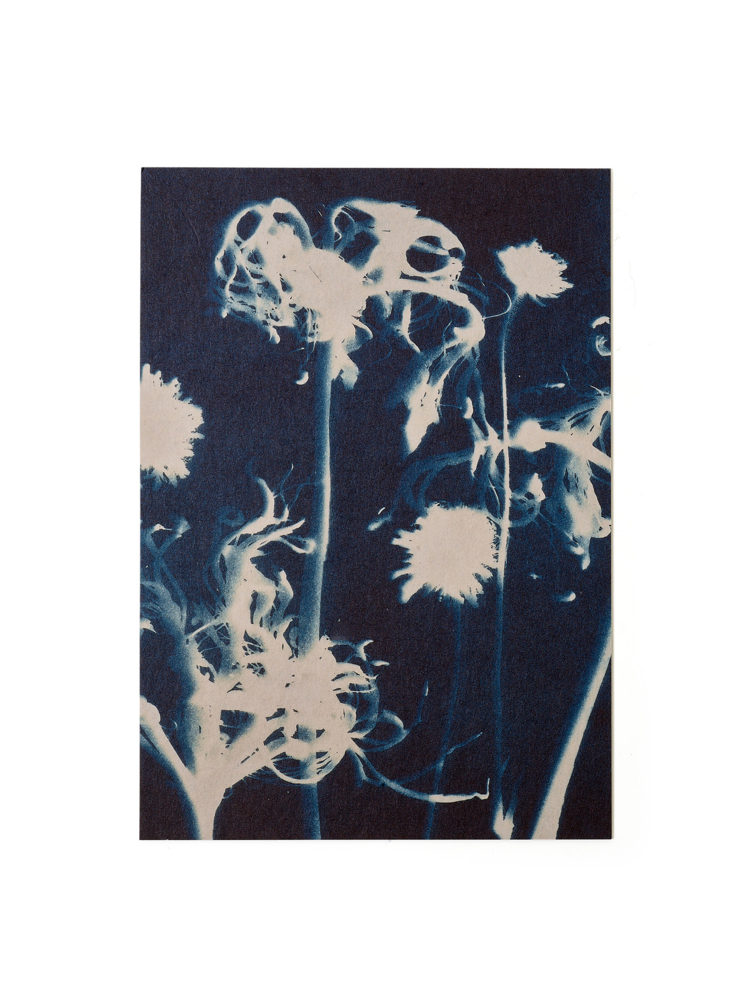 STUDIO SOMMER Karte / Print DIN A5, CYANOTYPE – Susanna's Nerinen N°2, inkl. Couvert