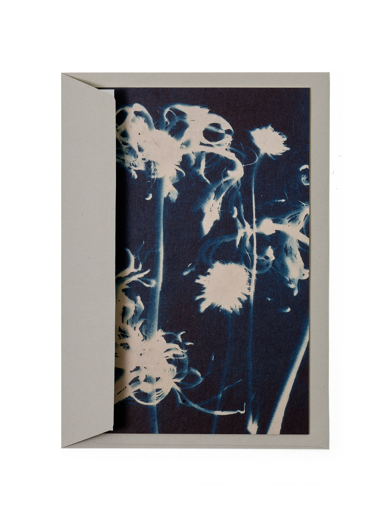 STUDIO SOMMER Karte / Print DIN A5, CYANOTYPE – Susanna's Nerinen N°2, inkl. Couvert