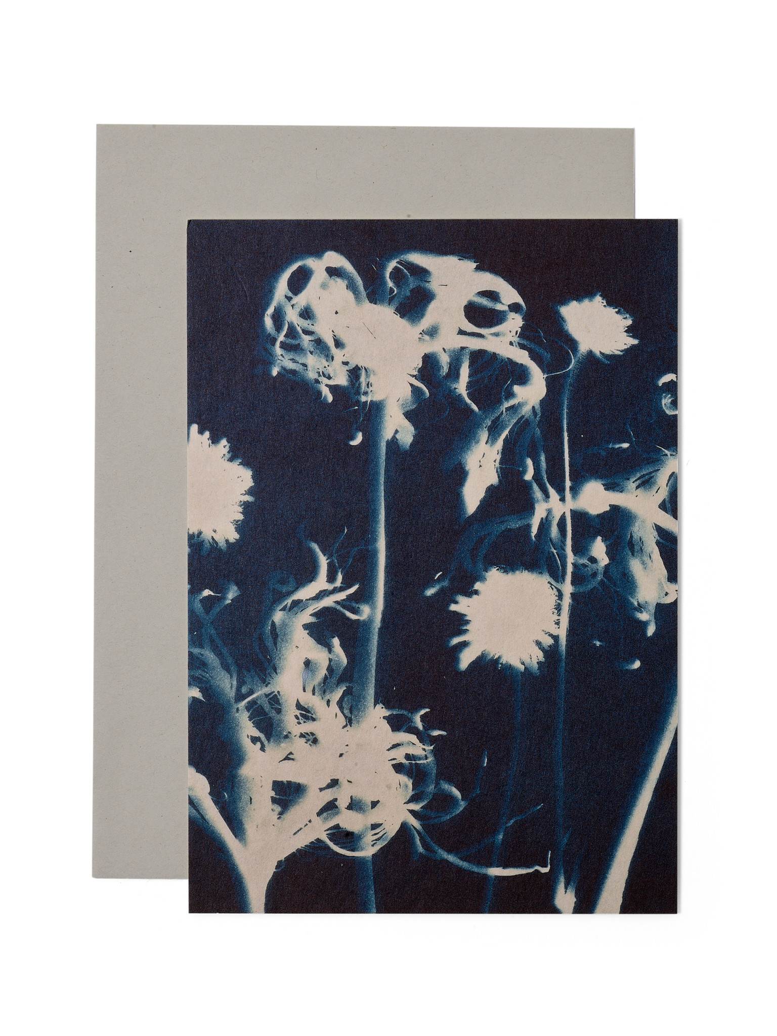 STUDIO SOMMER Karte / Print DIN A5, CYANOTYPE – Susanna's Nerinen N°2, inkl. Couvert
