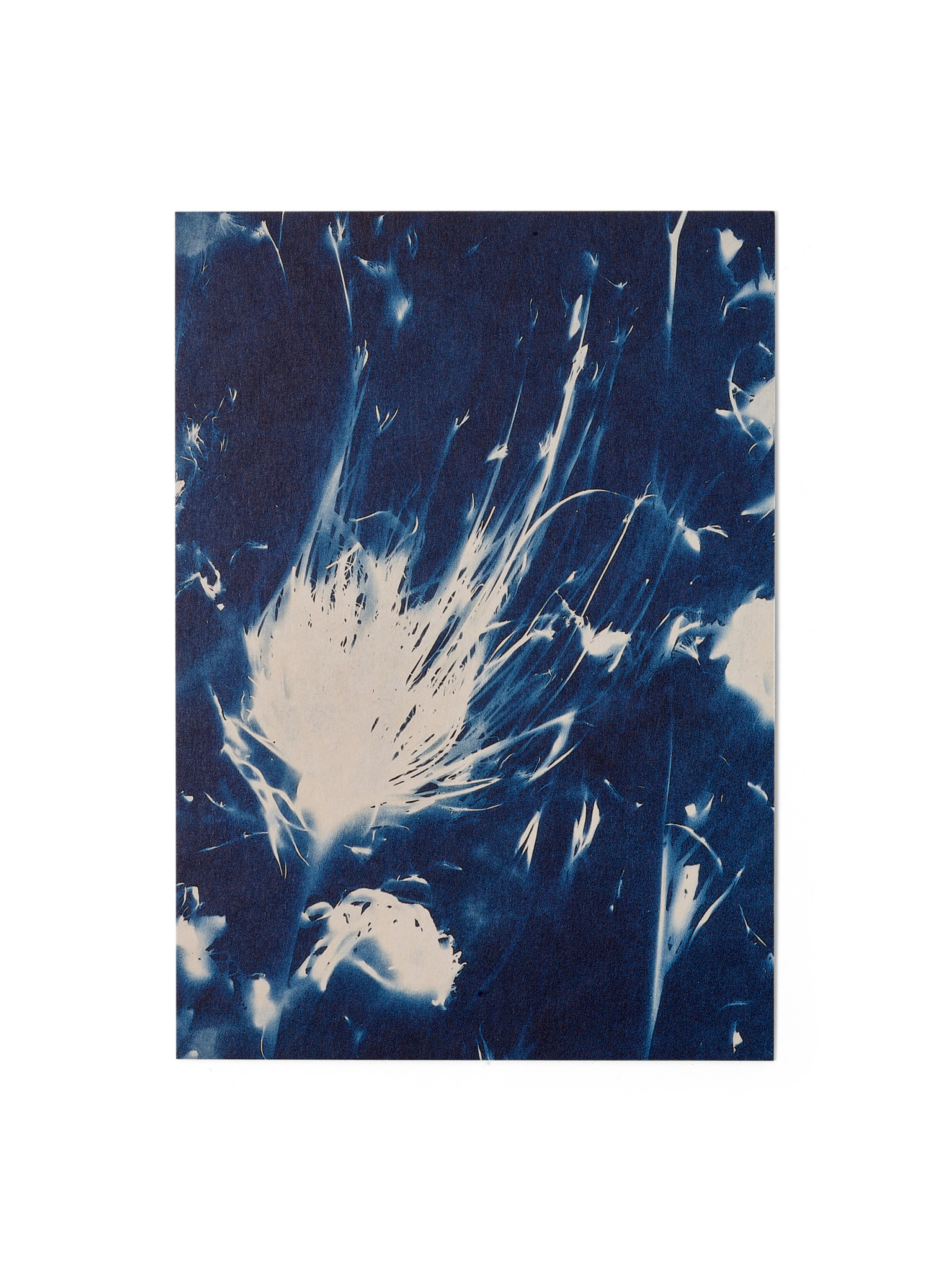 STUDIO SOMMER Karte / Print DIN A5, CYANOTYPE – fleurs séchées N°1, inkl. Couvert